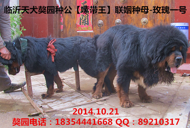 ͨ����ֱ��༴����޴���������Ƭ