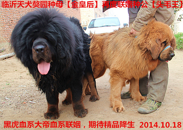 �ڻ�Ѫϵ�����ֹ�ͷë��������Ƭ