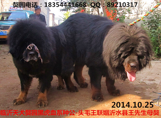 ��԰�ֹ�ͷë��������ˮ��������ĸ��