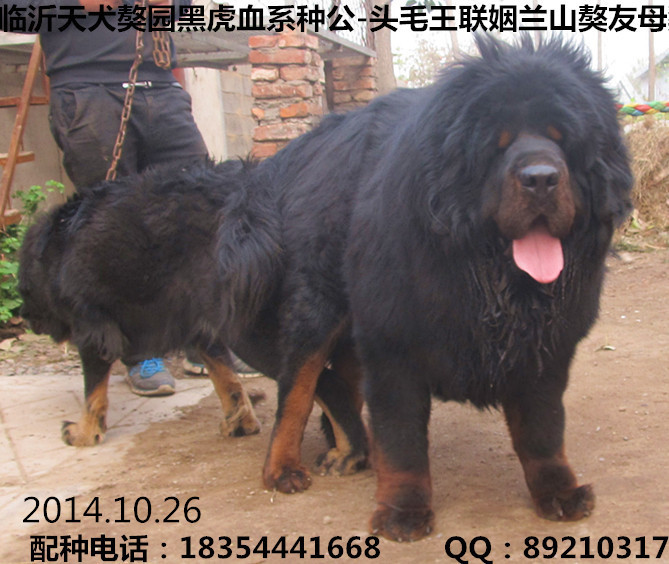 ͷë��������ɽ������ĸ��