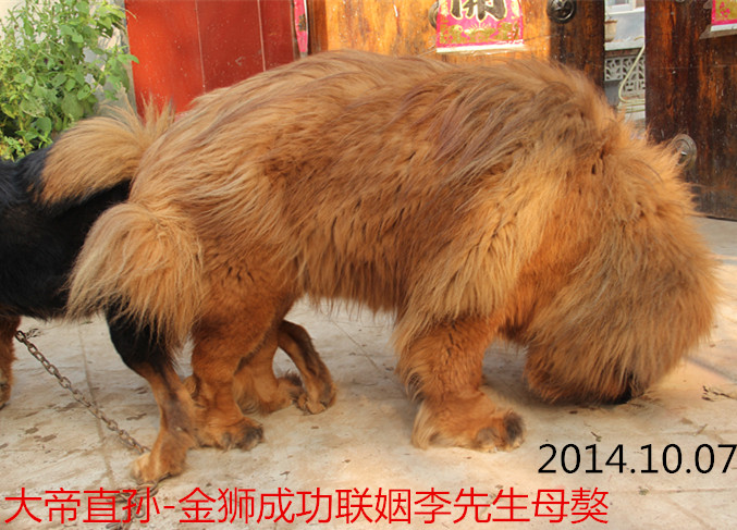 �����ֹ�-��ʨ������Ƭ