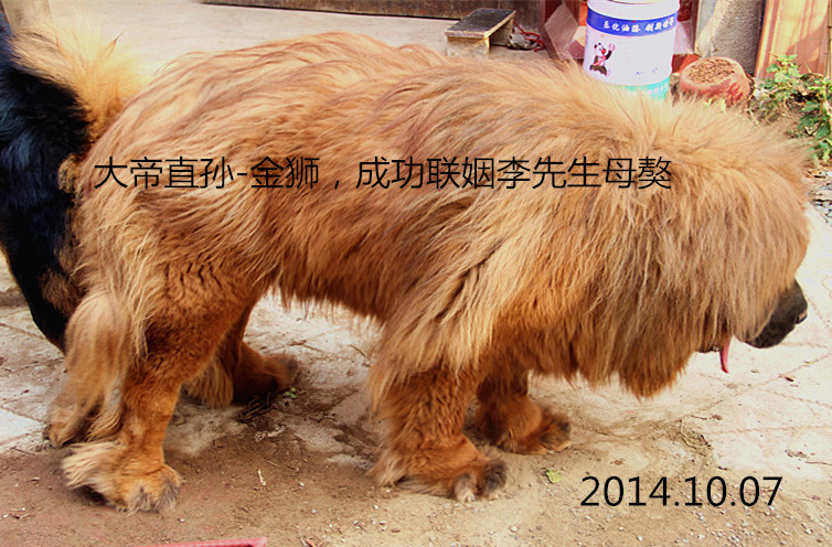 ���Ѫϵ�����ֹ���ʨ������Ƭ